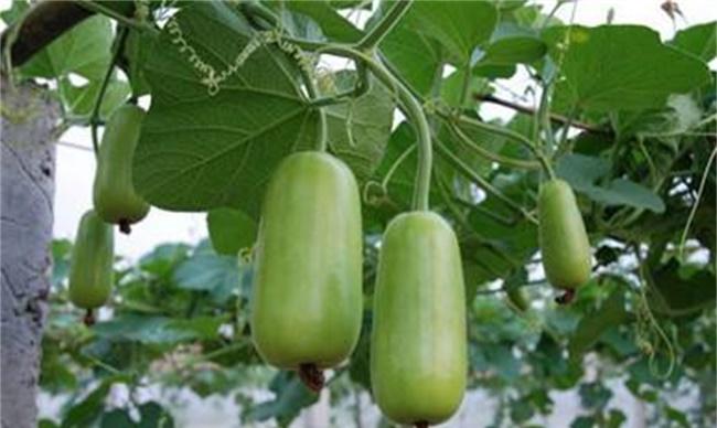 蒲瓜的种植技术