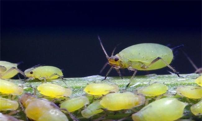 蔬菜蚜虫无公害防治技术