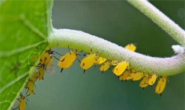 蔬菜蚜虫无公害防治技术