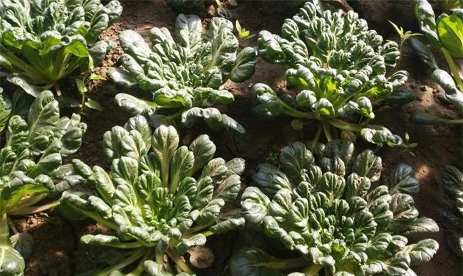 乌塌菜的种植时间和方法