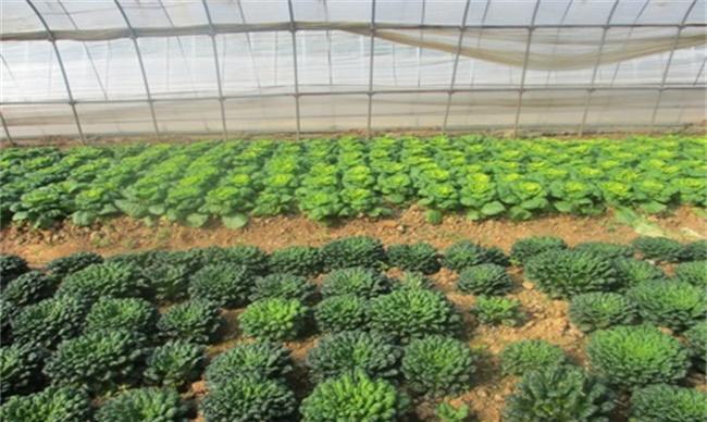 乌塌菜的种植时间和方法