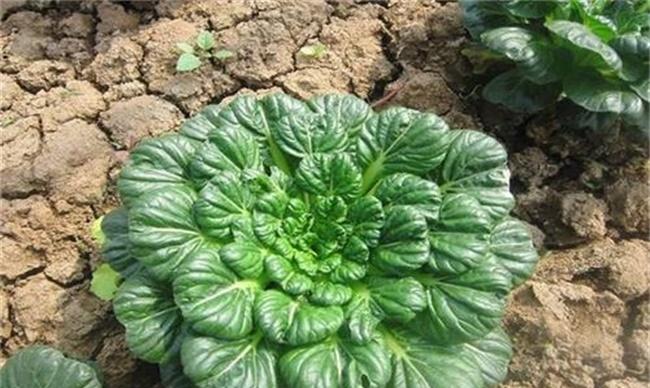 乌塌菜的种植时间和方法