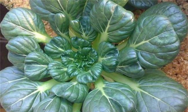 乌塌菜的种植时间和方法