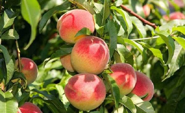 桃子是什么水果 吃桃子的好处和禁忌