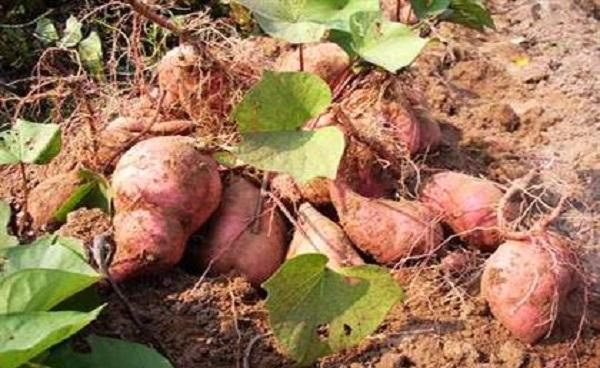 一个红薯可以育多少苗 怎么样种植红薯
