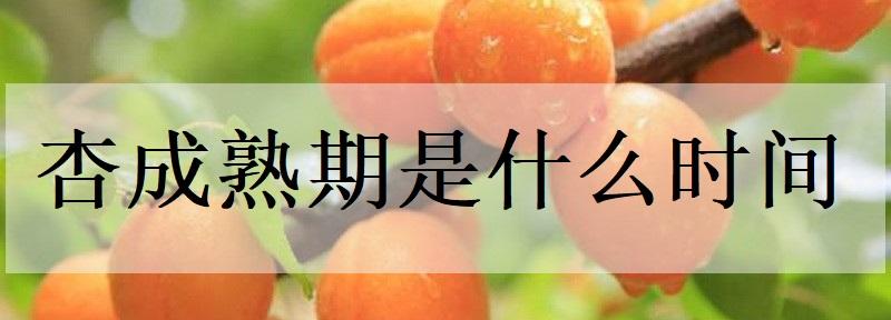 杏成熟期是什么时间
