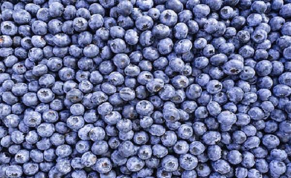 蓝莓能施复合肥吗 给蓝莓施肥的最佳时间