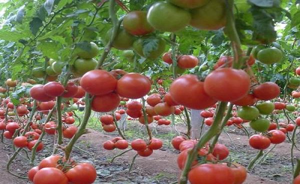 番茄苗怎么种植 提高番茄产量的方法