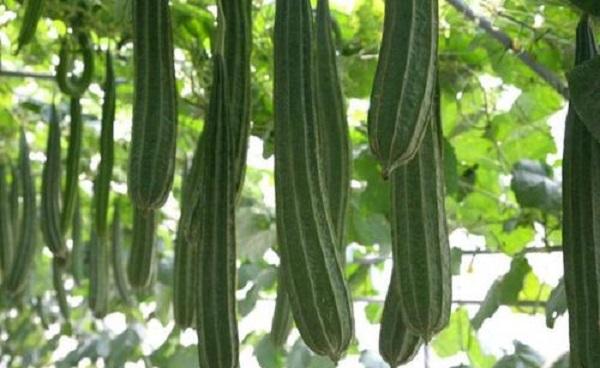 八棱瓜高产栽培诀窍 八棱瓜的生长环境