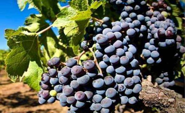 适合南方庭院种植的葡萄品种 庭院种什么葡萄品种好
