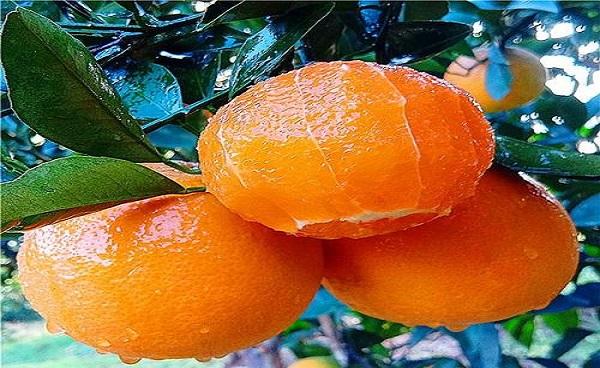 九月红橙子特点有哪些 种植条件是什么