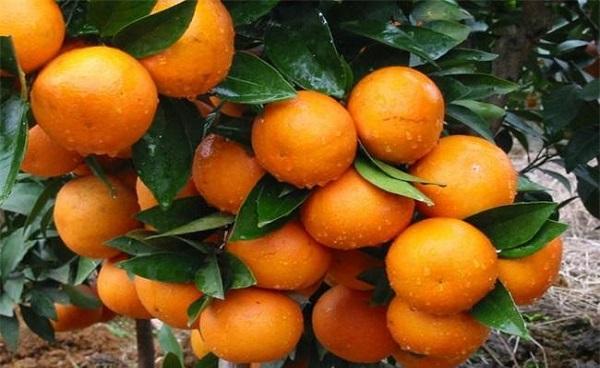 柑橘放秋梢时间 什么施肥最适宜