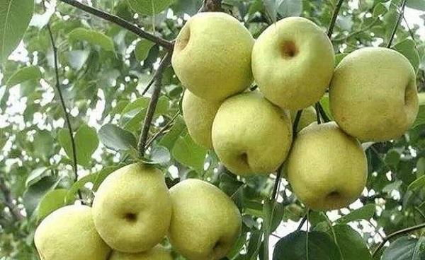 8月成熟的梨叫什么 有哪些功效