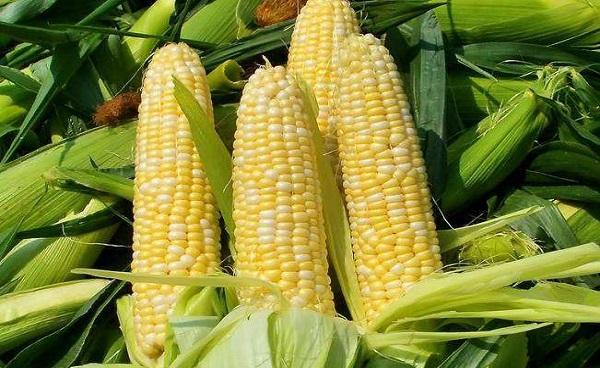 玉米的外形特征描述 玉米种子什么时候播种