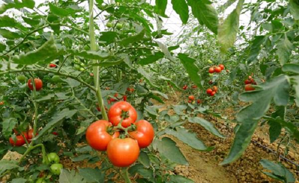 番茄苗移栽注意些什么 番茄的种植方法