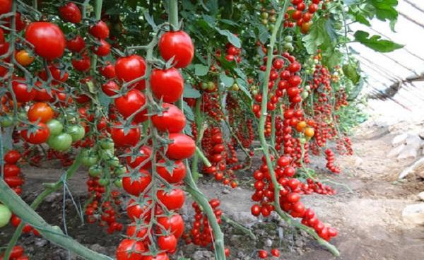 番茄苗移栽注意些什么 番茄的种植方法