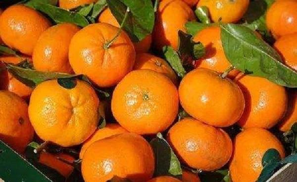 柑橘修剪一干三支法 方法及含义大全
