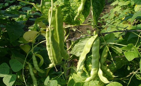 豆角黄叶病用什么药打好 打药后多长时间可以吃