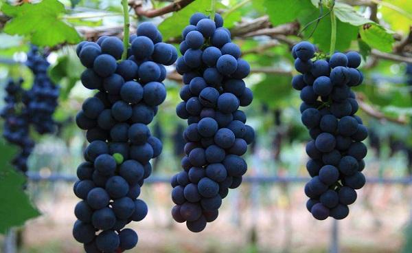 葡萄关键的特点 葡萄的产地及营养价值