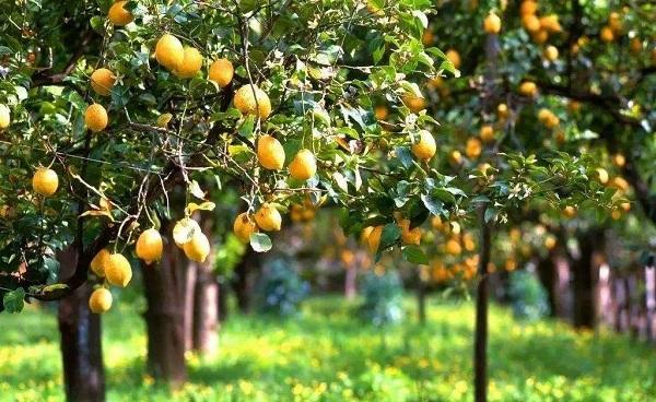 梨树可以种在院子吗 梨树的种植方法