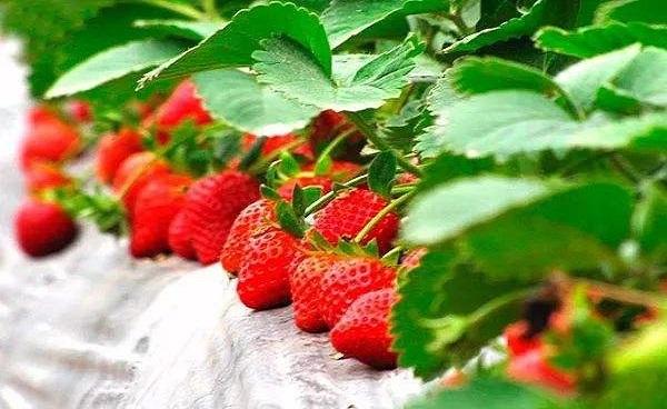 草莓盆栽有虫怎么杀虫 怎么样种植草莓