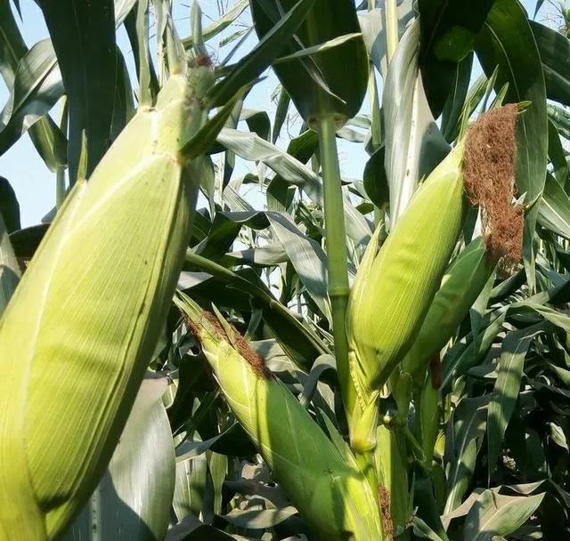 如何减轻种植玉米成本？