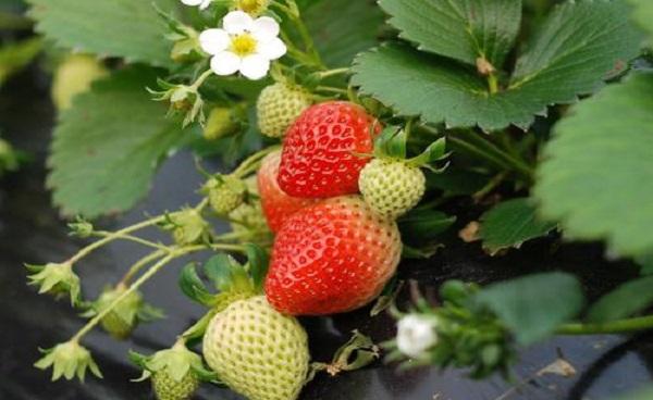 草莓是浆果类吗 草莓的功效与禁忌
