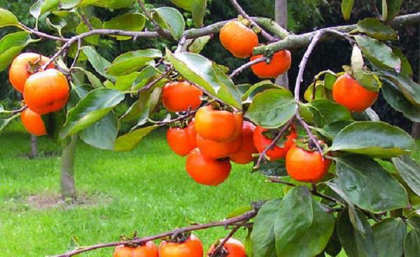 柿子树能嫁接几种品种 嫁接注意些什么