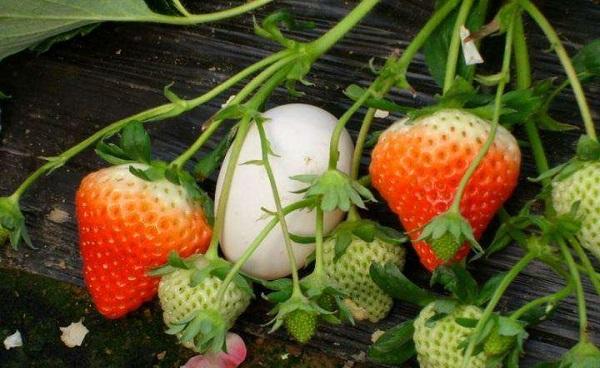怎么样用育苗盘育草莓苗 适宜溫度是多少