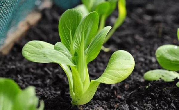 小白菜出苗后怎么浇水 小白菜的种植方法