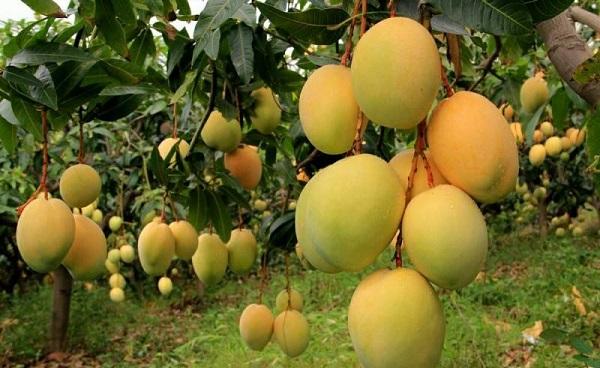 广东种植的热带水果有哪些