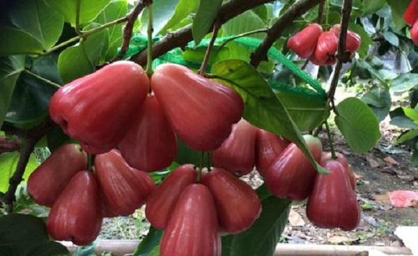广东种植的热带水果有哪些
