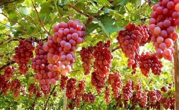 适合南方露天种植的葡萄品种 怎么播种葡萄种子