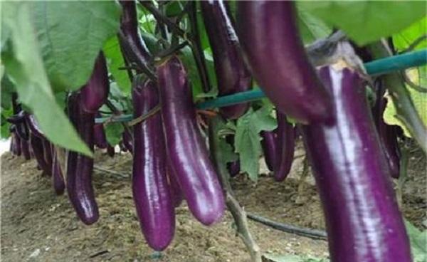 露地茄子种植管理技术 茄子育苗时间及方法 