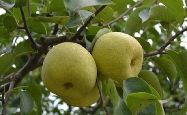 梨树管理与施肥技术 不相同时期梨树应施什么肥