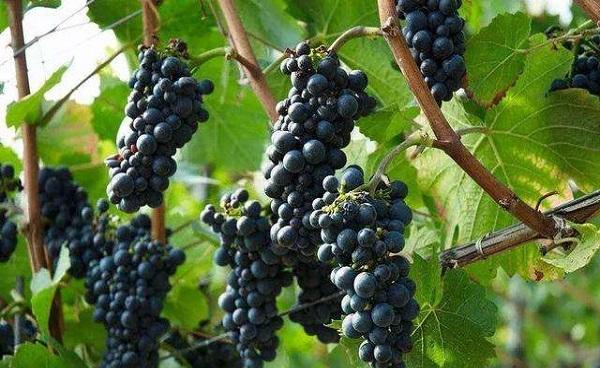 适合南方庭院种植的葡萄品种有哪些