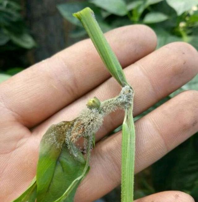 种植辣椒，发生灰霉病，要如何防治呢？