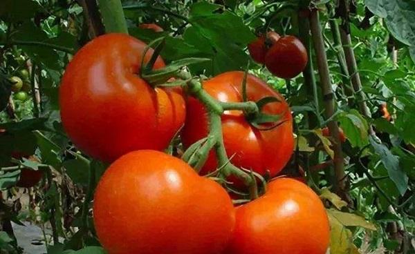 温室大棚1亩西红柿产量 什么时候种植西红柿