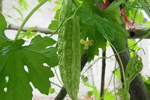 苦瓜需要打顶和剪枝吗 苦瓜的种植管理技术