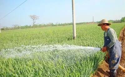 冬小麦发生旺长现象的原因是什么?如何去有效控制?