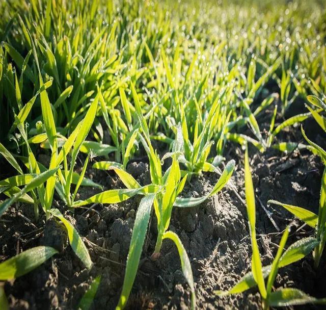 冬小麦发生旺长现象的原因是什么?如何去有效控制?