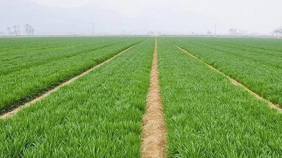 冬小麦发生旺长现象的原因是什么?如何去有效控制?