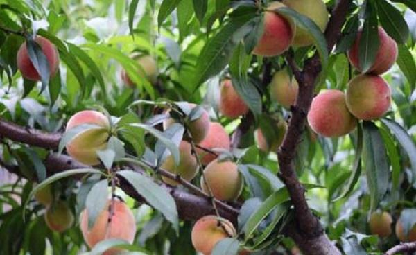 桃树亩产量大多数多少斤 桃树的种植方法