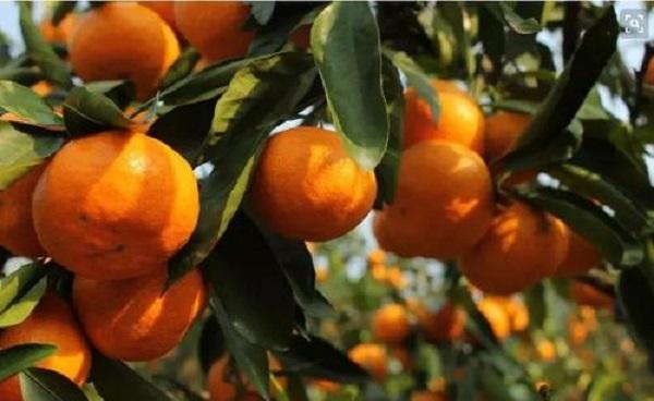 柑橘修剪六大忌 修剪柑橘类水果的注意些什么