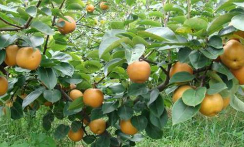 梨树品种哪一个相对好些 吃梨有哪些好处