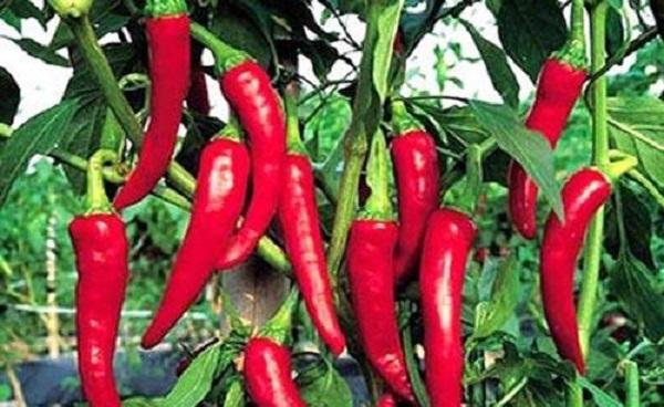 种植辣椒有哪几种施肥方法 辣椒开花要怎么样施肥