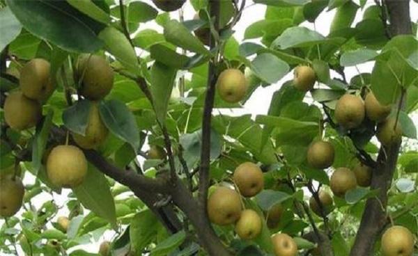 普通老果树梨木的价值 梨木的材质特点