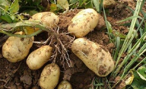 种土豆个大的秘诀 几月种植最合适