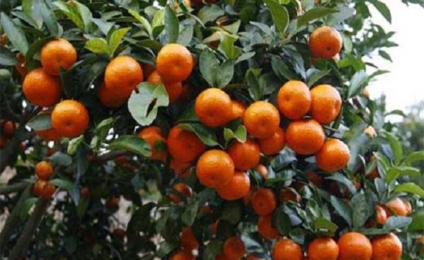 砂糖橘树种植方法 砂糖橘的营养价值