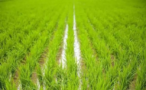 水稻秧苗怎么培育 水稻施肥时间